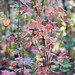 Pacific poison oak Toxicodendron diversilobum