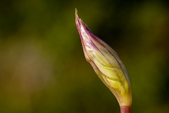 Anglų lietuvių žodynas. Žodis allium acuminatum reiškia <li>Allium acuminatum</li> lietuviškai.