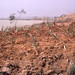 Sugar cane cuttings planted by opaque water of Kubbani Dam, Zaria.