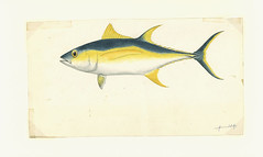 Anglų lietuvių žodynas. Žodis skipjack tuna reiškia dryžųjų tunų lietuviškai.