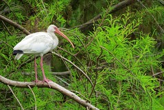 Anglų lietuvių žodynas. Žodis wood ibis reiškia medienos ibis lietuviškai.