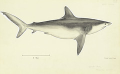 Anglų lietuvių žodynas. Žodis genus carcharhinus reiškia genties carcharias lietuviškai.