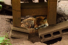 キツネ - Fox