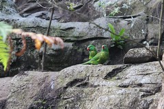 Papageien / Taronga Zoo