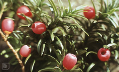 Taxus baccata fastigiata Irish yew, Dyffryn, Cynon, October 1984