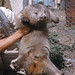 Male Flinders Island wombat run down by Derek Smith, baker for zoo or reserve. Flinders 58