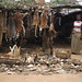 JuJU stall Kaduna. Charm skins Calabash, Vine over roof