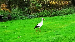Close encounter with stork...
