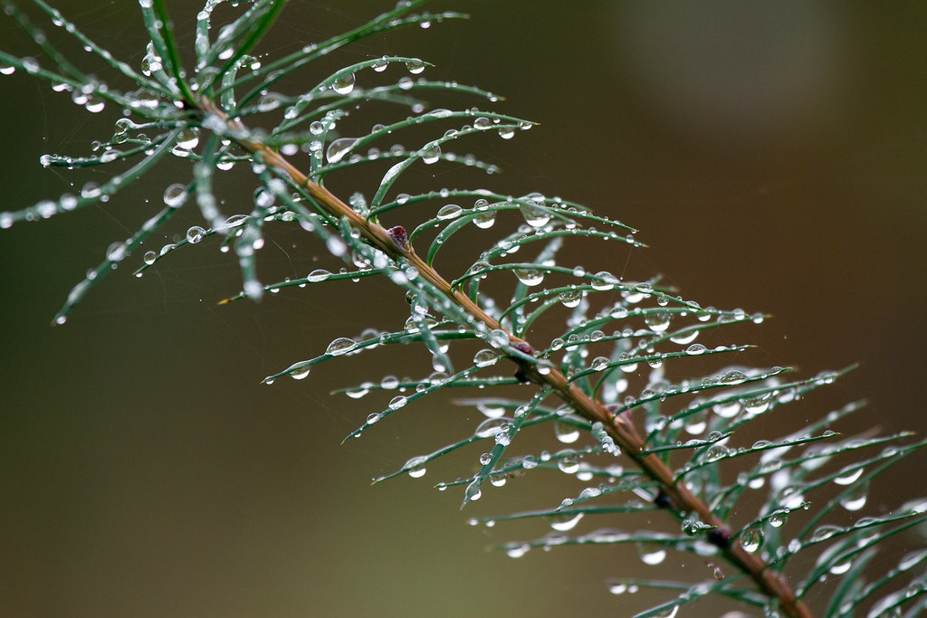 The World S Newest Photos Of Goodmorning And Raindrops Flickr