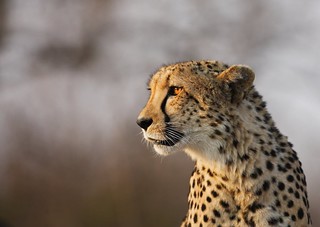 South Africa Luxury Photo Safari 11