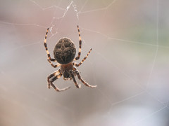 102: October Spider