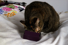 Alice and the too small box