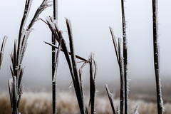 Anglų lietuvių žodynas. Žodis frost over reiškia daugiau šalčio lietuviškai.