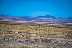 We've been told that vicunas are an endangered species.  We see at least a couple a day in Bolivia.