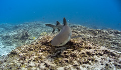 Anglų lietuvių žodynas. Žodis reef whitetip shark reiškia rifas whitetip ryklys lietuviškai.