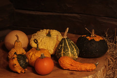 A selection of pumpkins