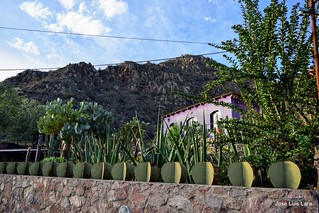 Museo del cactus