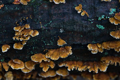 Project365 Day 280. Fungus.