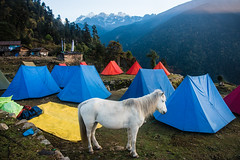 Gocha-la trek in Sikkim, India