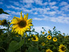 Sunflowers near Legden, Germany