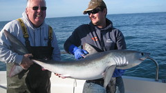 Roy Shipway's Record Porbeagle Shark • <a style="font-size:0.8em;" href="http://www.flickr.com/photos/113772263@N05/37373491384/" target="_blank">View on Flickr</a>