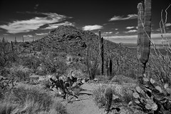 A Hike Along Valley View Overlook Trail (Black & White, Saguaro National Park)