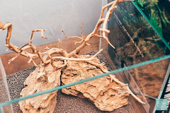 The World's Best Photos of bonsai - Flickr Hive Mind