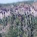 Equisetum arvense, Papay machair