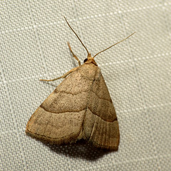 Lined Erebid Moth