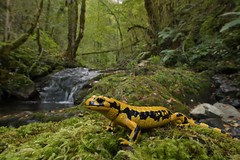 Salamandra salamandra fastuosa, vallon de la Génie Longue, massif du Pibeste.