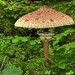 Parasol Mushroom / Riesenschirmling (Macrolepiota procera)