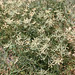 Dactyloctenium aegyptium. Bird Island grass.