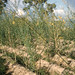 Crotalaria juncea. Yellow sunhemp. Fibre crop. Legume. Minna Rural Education College 1960