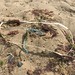 Sea Palling Beach Clean - Finds