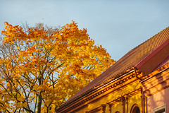 Golden Autumn | Kaunas #286/365