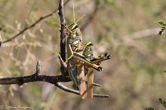 Lubber Grasshopper | Leslie Canyon NWR | Douglas | AZ|2017-09-30|09-04-08-2.jpg