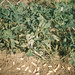 Ground nuts. Arachis hypogaea, Soil profile. Minna