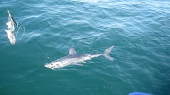 Roy Shipway's Porbeagle Shark • <a style="font-size:0.8em;" href="http://www.flickr.com/photos/113772263@N05/24230268158/" target="_blank">View on Flickr</a>