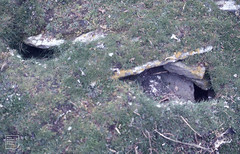 Storm petrel hole, Holm of Papay, south west.