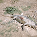 Crocodile shot in Kariba Lake. 1960