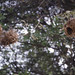 3 weaver's nests amng ripening figs by Lake Makwaiye