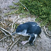 Sick blue penguin adult, Cat Island, Furneaux Group
