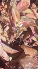 October 15, 2017 - Banded Garden Spider in a flower garden. (Michele R. Erickson)