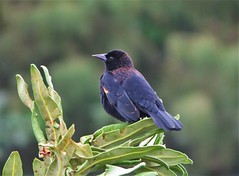 Anglų lietuvių žodynas. Žodis red-winged blackbird reiškia raudona-sparnuotas blackbird lietuviškai.