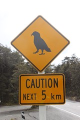 Caution! / Arthur's Pass