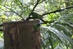 Vögel / Taronga Zoo