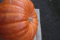 135 kilograms of Pumpkin