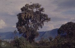View into Ngorongoro crater from rainforest round rim
