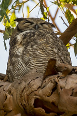 295/365  Great Horned Owl