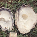 Horseshoe clam shell. Tridacne hippopus. Chole Island off Mafia Island, 1970